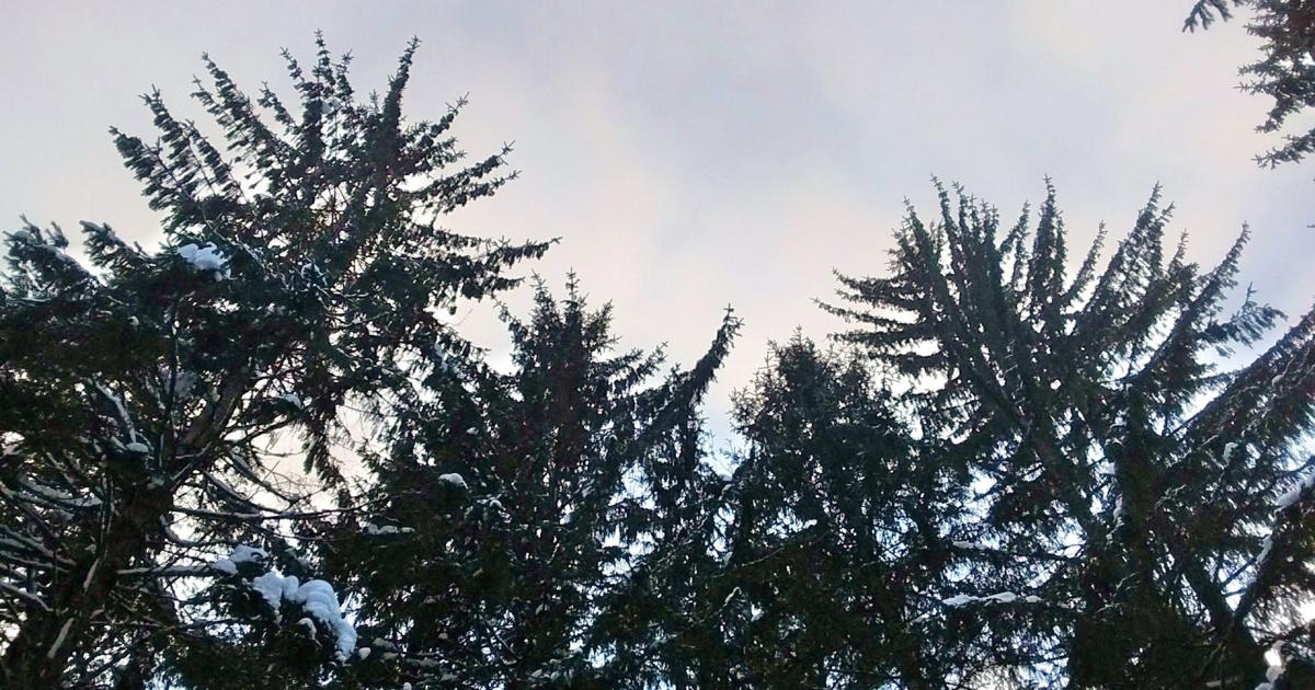 Natural Connections Our Thriving Non Native The Norway Spruce Free Apg Wi Com Natural Connections Our Thriving Non Native The Norway Spruce Free Apg Wi Com