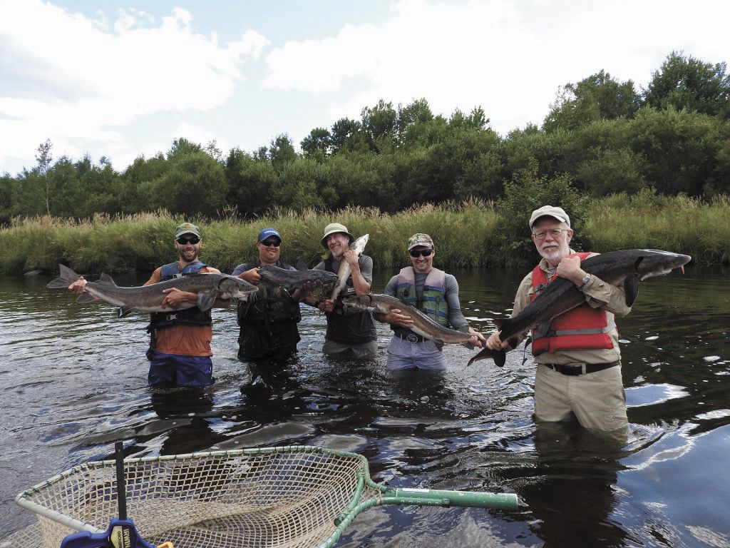 Natural Connections Fish rodeo! DNR captures sturgeon on the Couderay Free