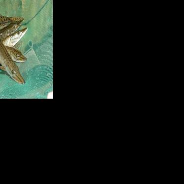 Governor Tommy G. Thompson Fish Hatchery will have Sept. 30 open house ...