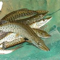 Governor Tommy G. Thompson Fish Hatchery will have Sept. 30 open house ...