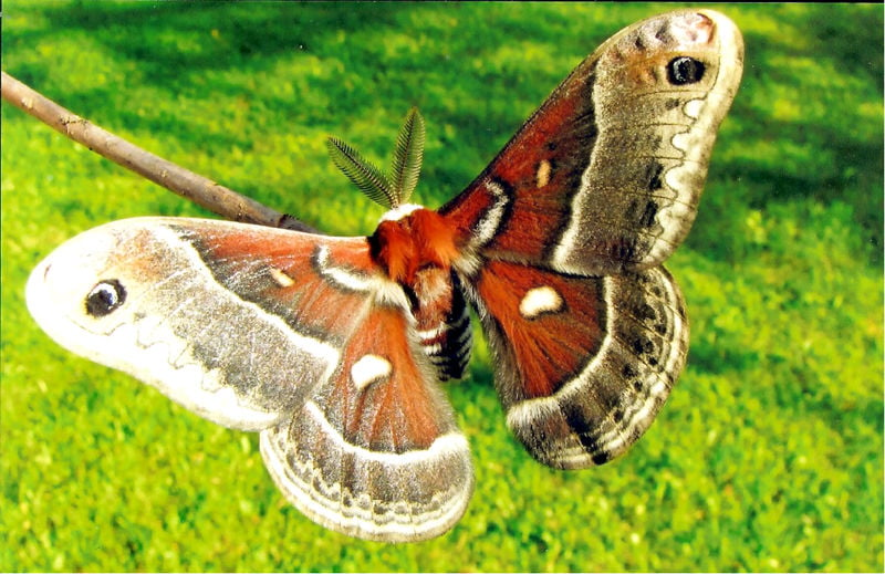 Focus on nature The miracle of the cecropia moth Free apg wi