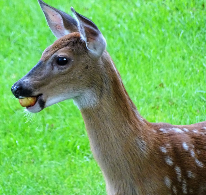 what do fawns eat