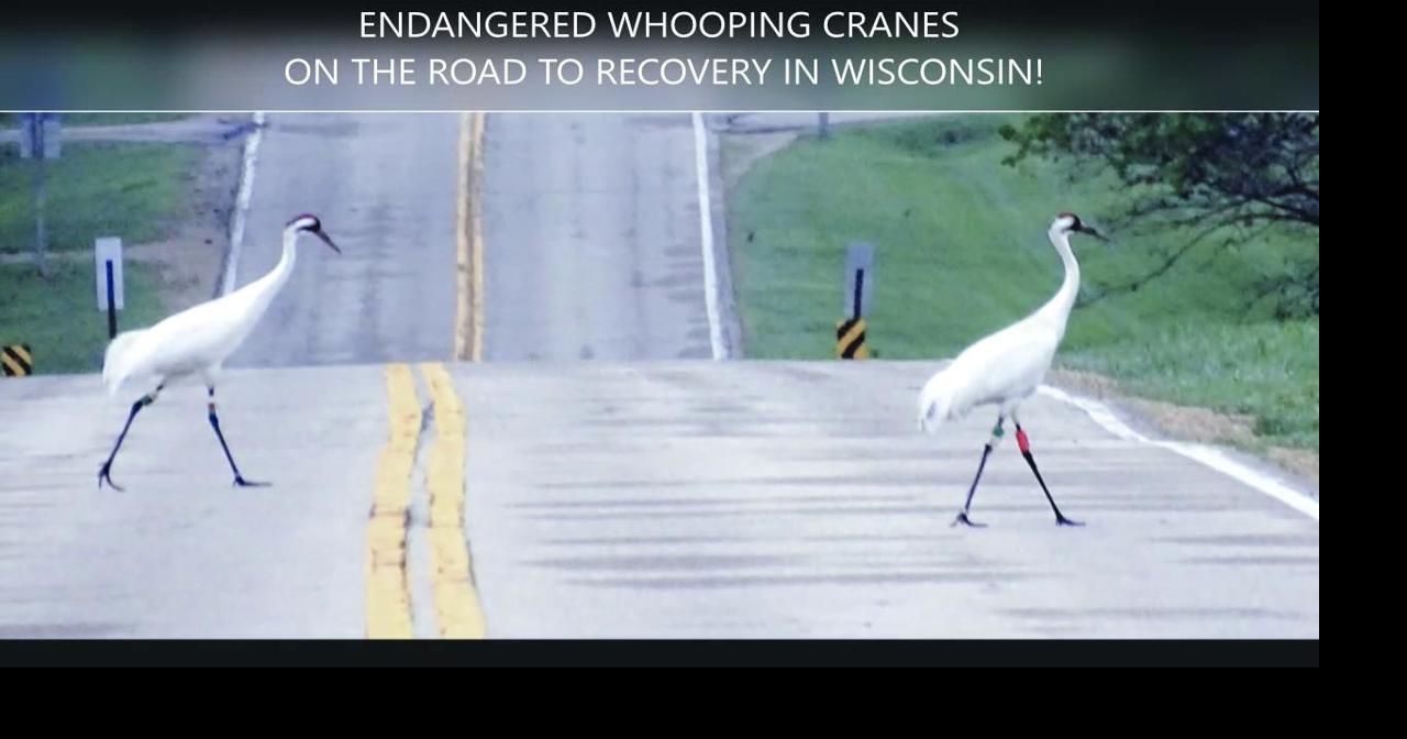 Endangered whooping cranes on the road to recovery in Wisconsin apg
