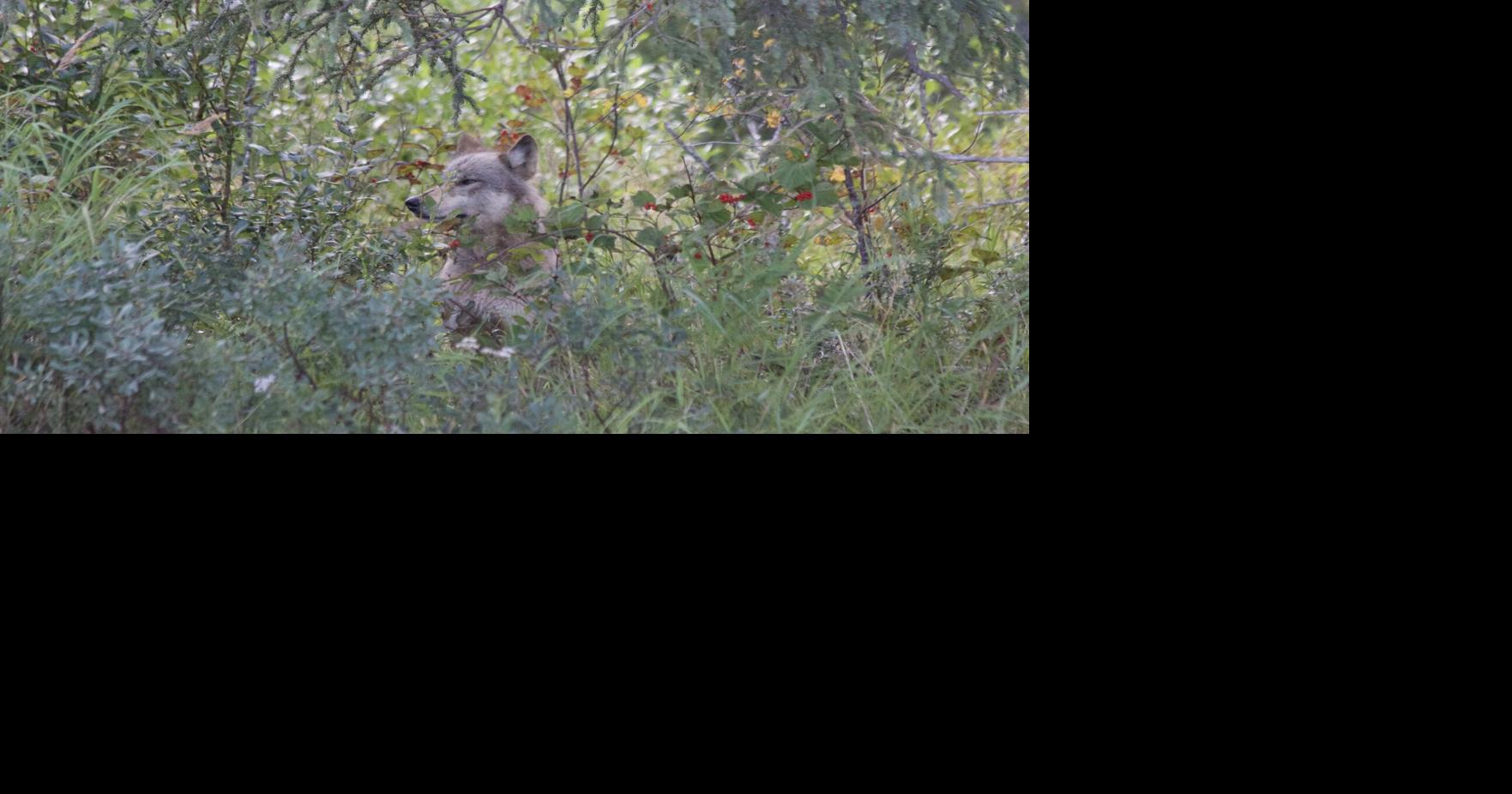 An update on the gray wolf delisting status