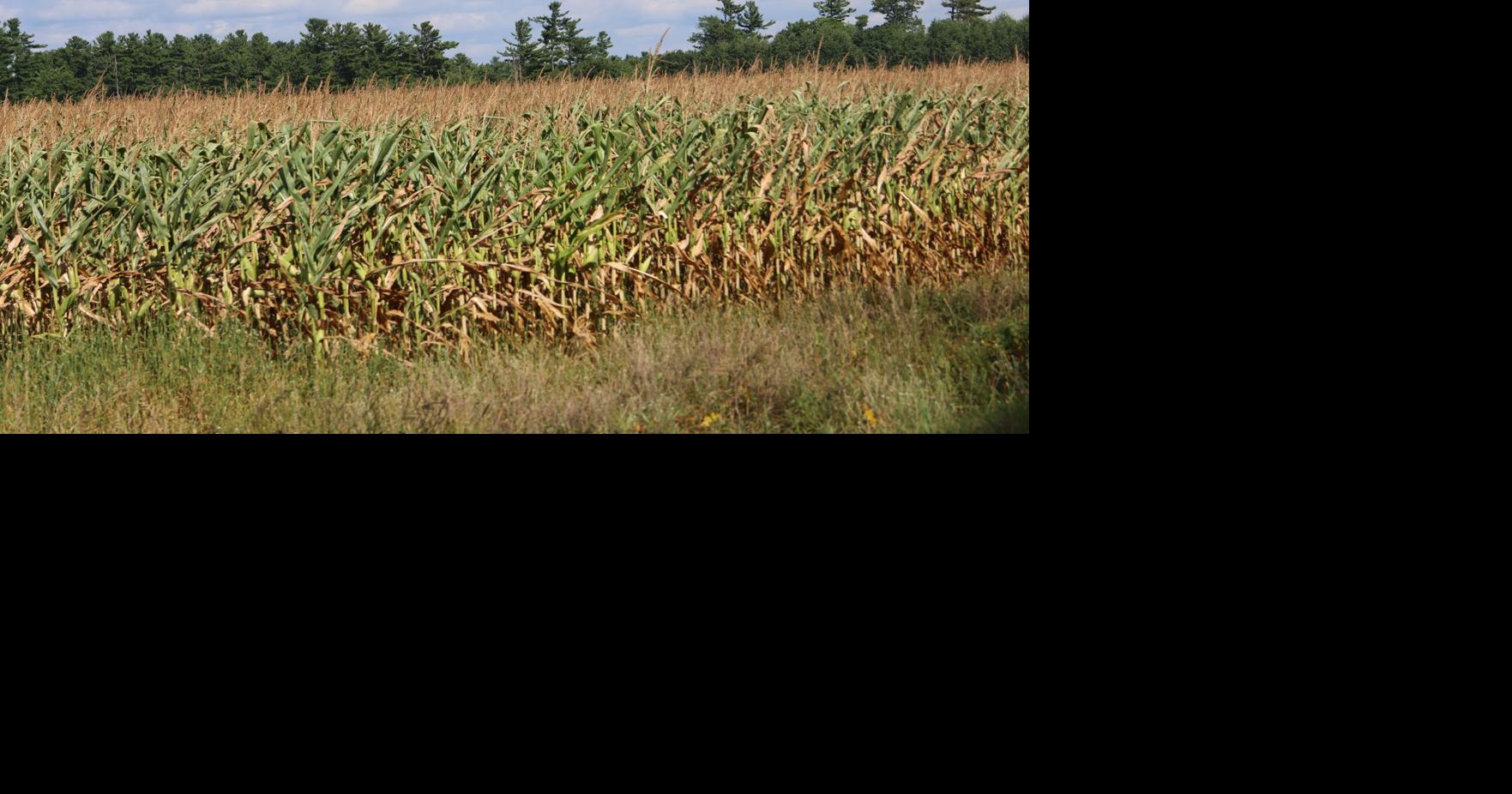 Dry weather, dry corn
