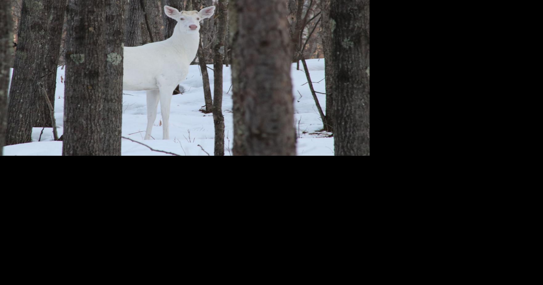 White deer protected in Wisconsin Local