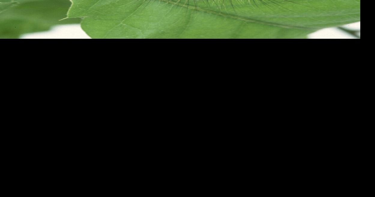 An invasive insect | Outdoors | apg-wi.com