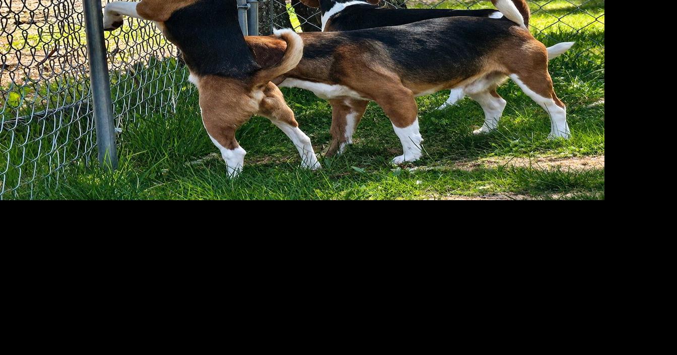 Local shelter takes in five beagles from Dane County breeding facility ...