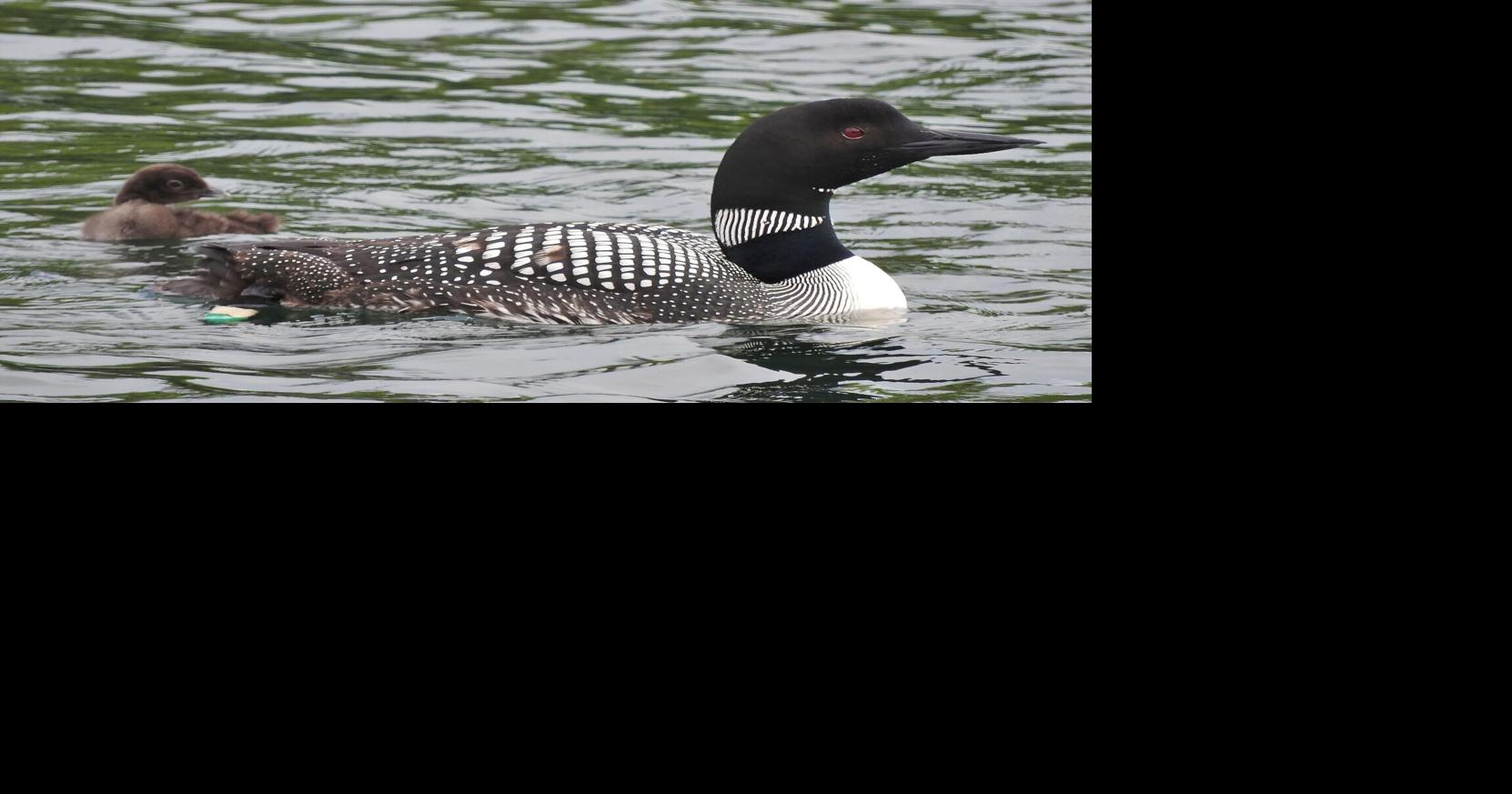Learning from the loons | Outdoors | apg-wi.com