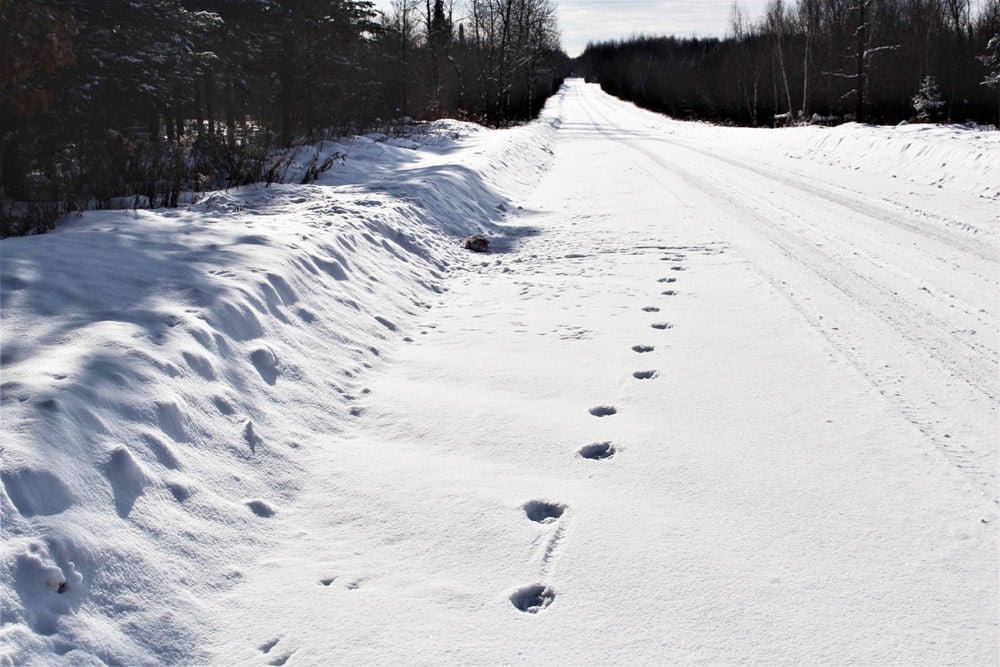 Cougar tracks found in Town of Elk Subscriber