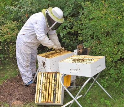 Bee Populations Hit Hard Over Long Winter Free Apg Wi Com