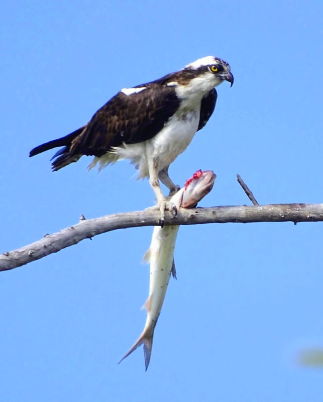 how long do ospreys live