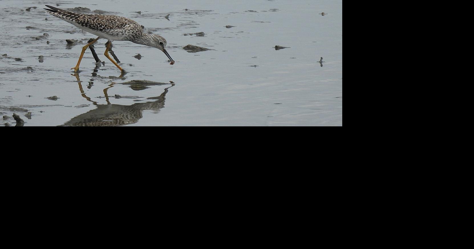 Natural Connections: A shorebird in the forest