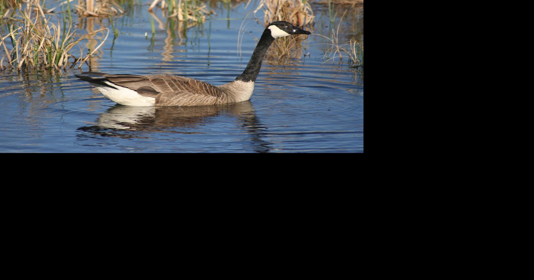 Early goose season now open Outdoors