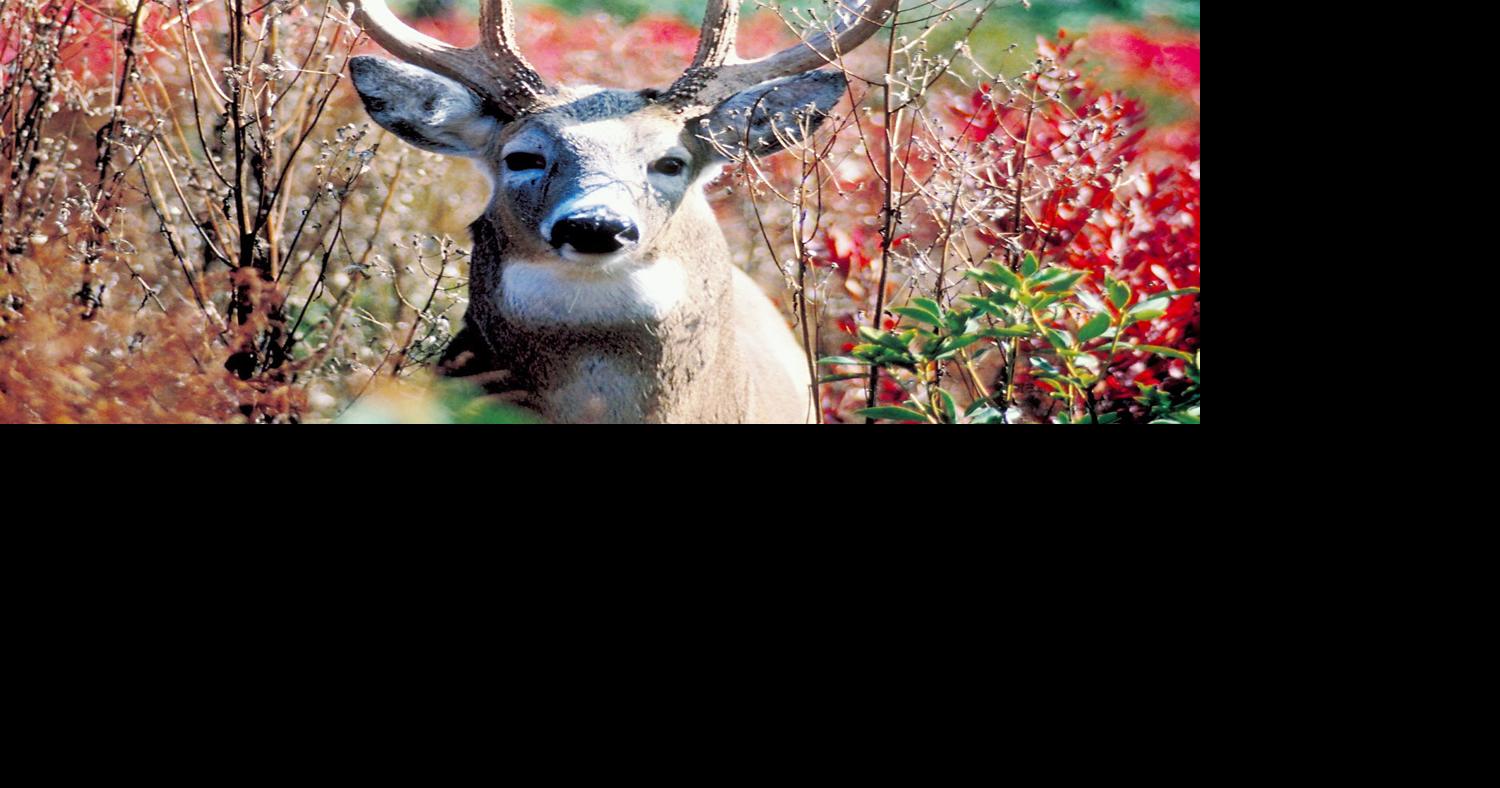 Maple Hill deer farm depopulated Price County Review