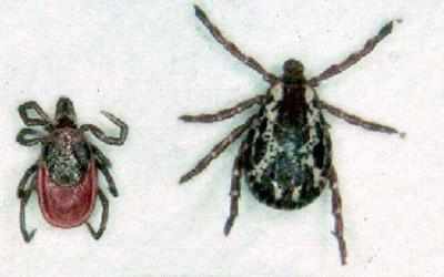 It S Tick Season Put Your Game Face On Local Apg Wi Com