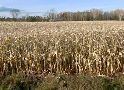Wisconsin S Corn Soybean Crops Harvested At One Of The Slowest