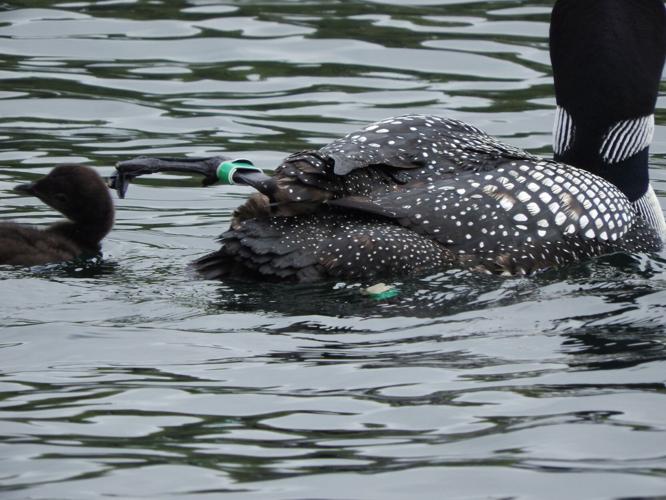 Natural Connections: Learning from banded loons | Price County Review ...
