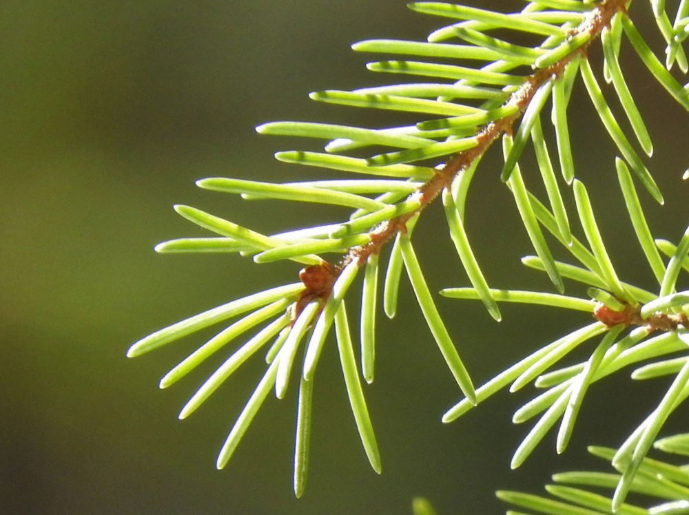 Natural Connections: Trees on the trail | Free | apg-wi.com