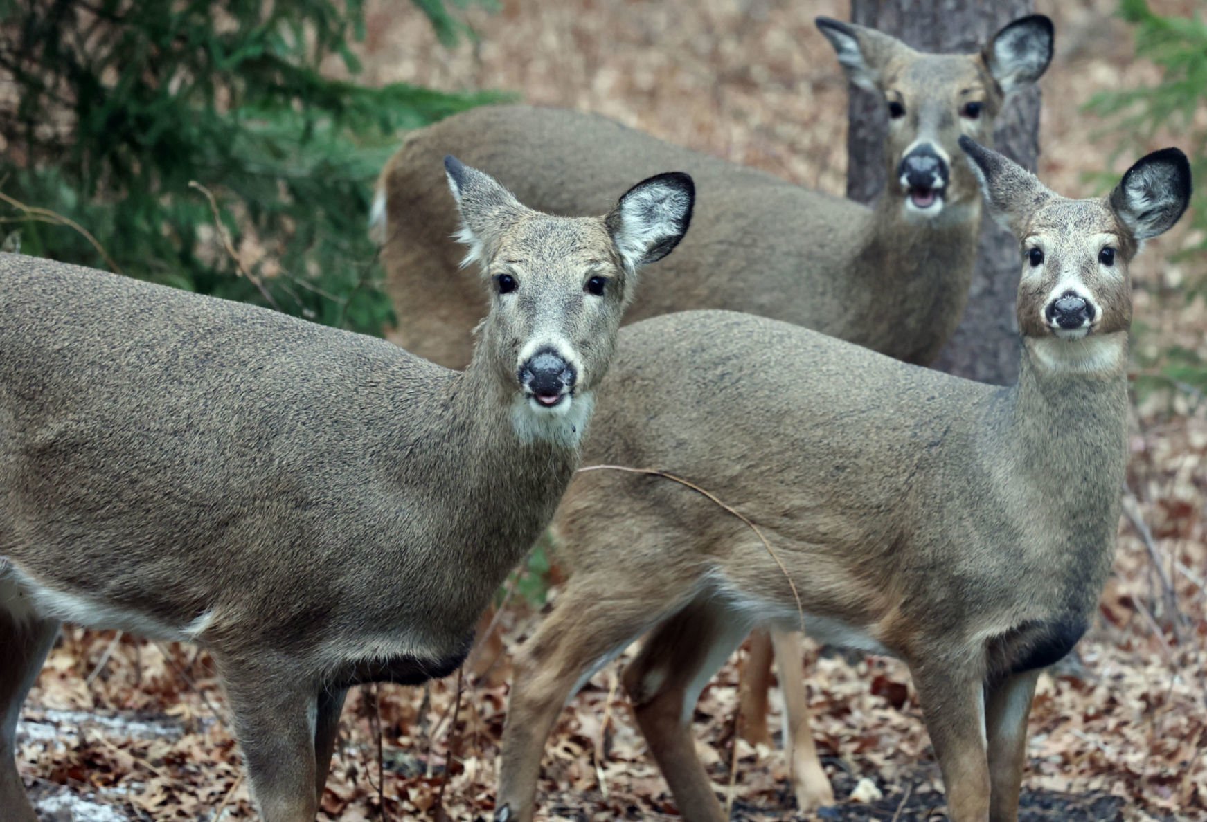 Deer Harvest Down Nearly 8% From Previous Year | Subscriber | Apg-wi.com