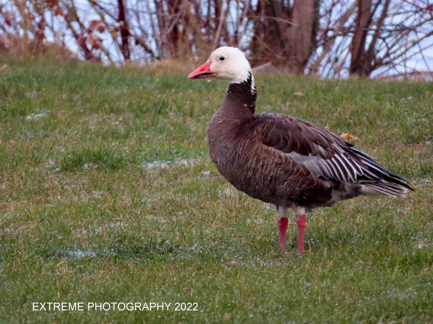 Mighty morphing goose rarity spotted | Outdoors | apg-wi.com