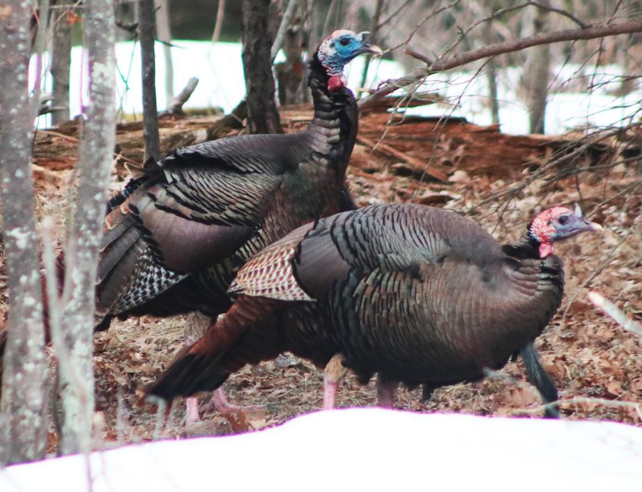 DNR, Conservation Congress will host Spring Rule Hearings Outdoors
