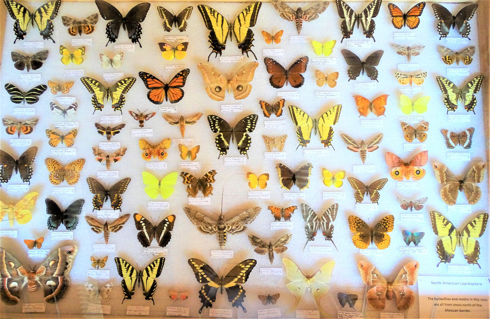 How to help Wisconsin's 150 species of butterflies