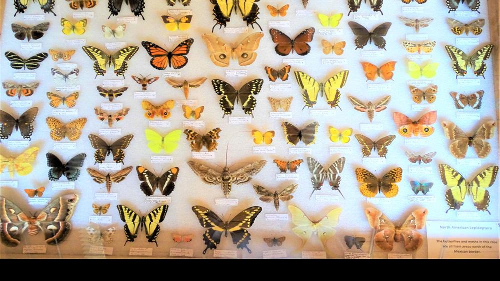 Focus On Nature Fascinating Facts About Butterflies Free Apg Wi Com She would stand seven feet, two inches tall. fascinating facts about butterflies