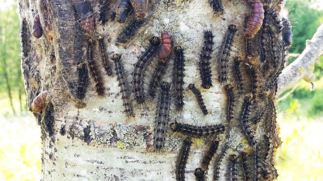 Gypsy moth spraying to begin Free