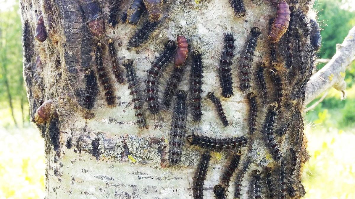 Gypsy moth spraying to begin Free