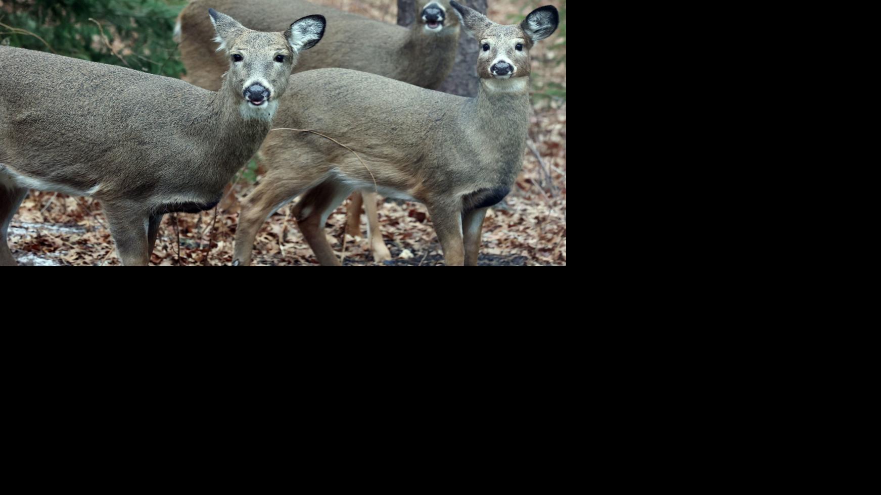 Outdoors Goal to maintain current deer population by