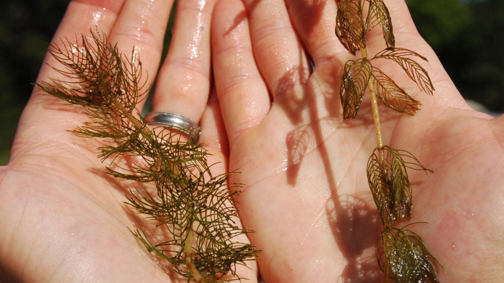 invasive-milfoil-found-in-rice-lake-free-apg-wi