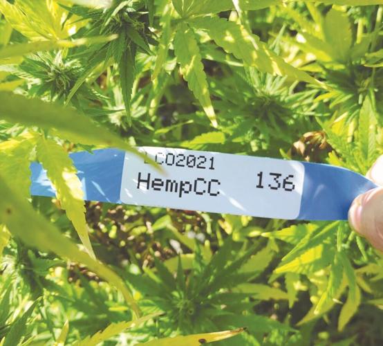 10 varieties of hemp grown in experimental plot