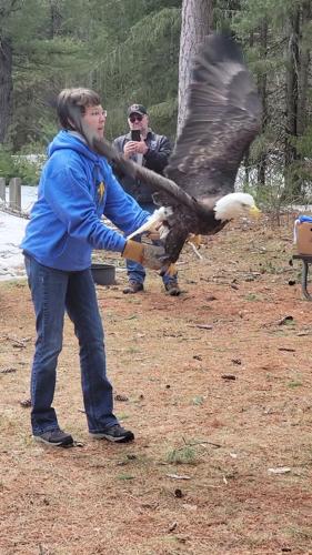 Winged Freedom Raptor Hospital releases bald eagle | Regional | apg-wi.com