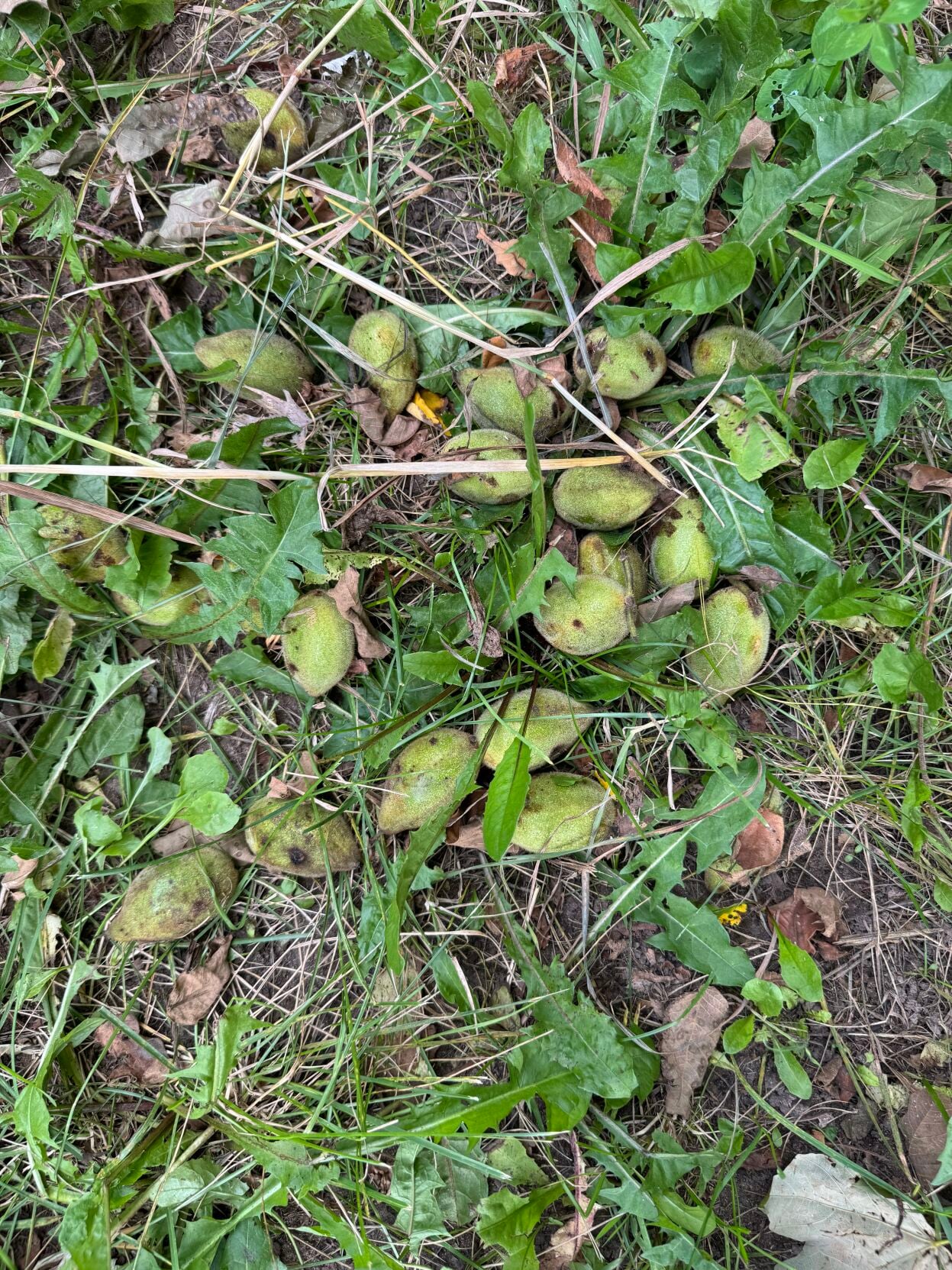 Buterdnuts Butternuts - the good thing that hits you in the head | Subscriber ...
