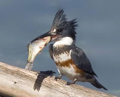 Kingfishers utilize fascinating tools for survival | Columnists 