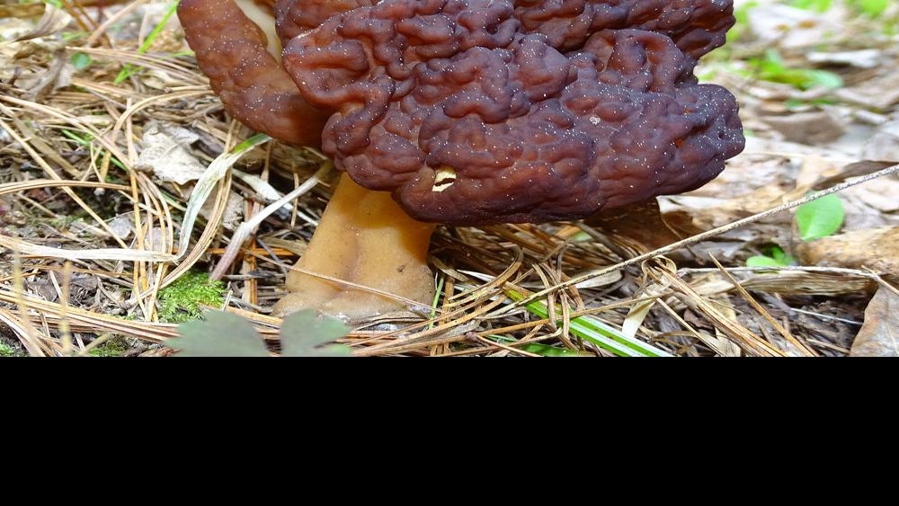 Focus on nature The brain mushroom Free