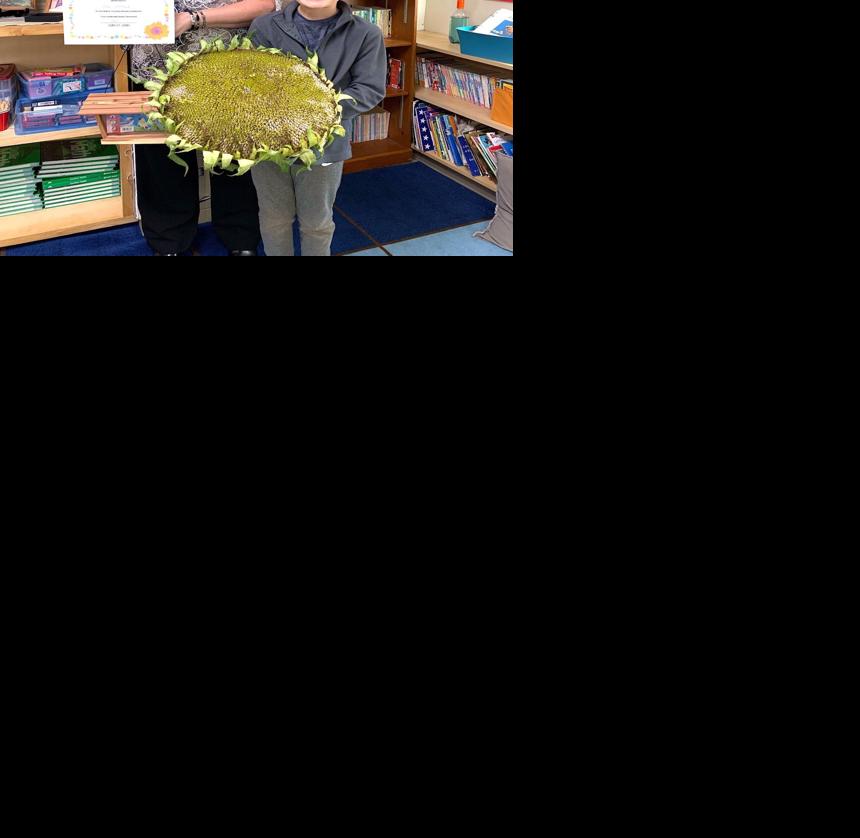 Elementary school winners announced in sunflower growing contest Rice
