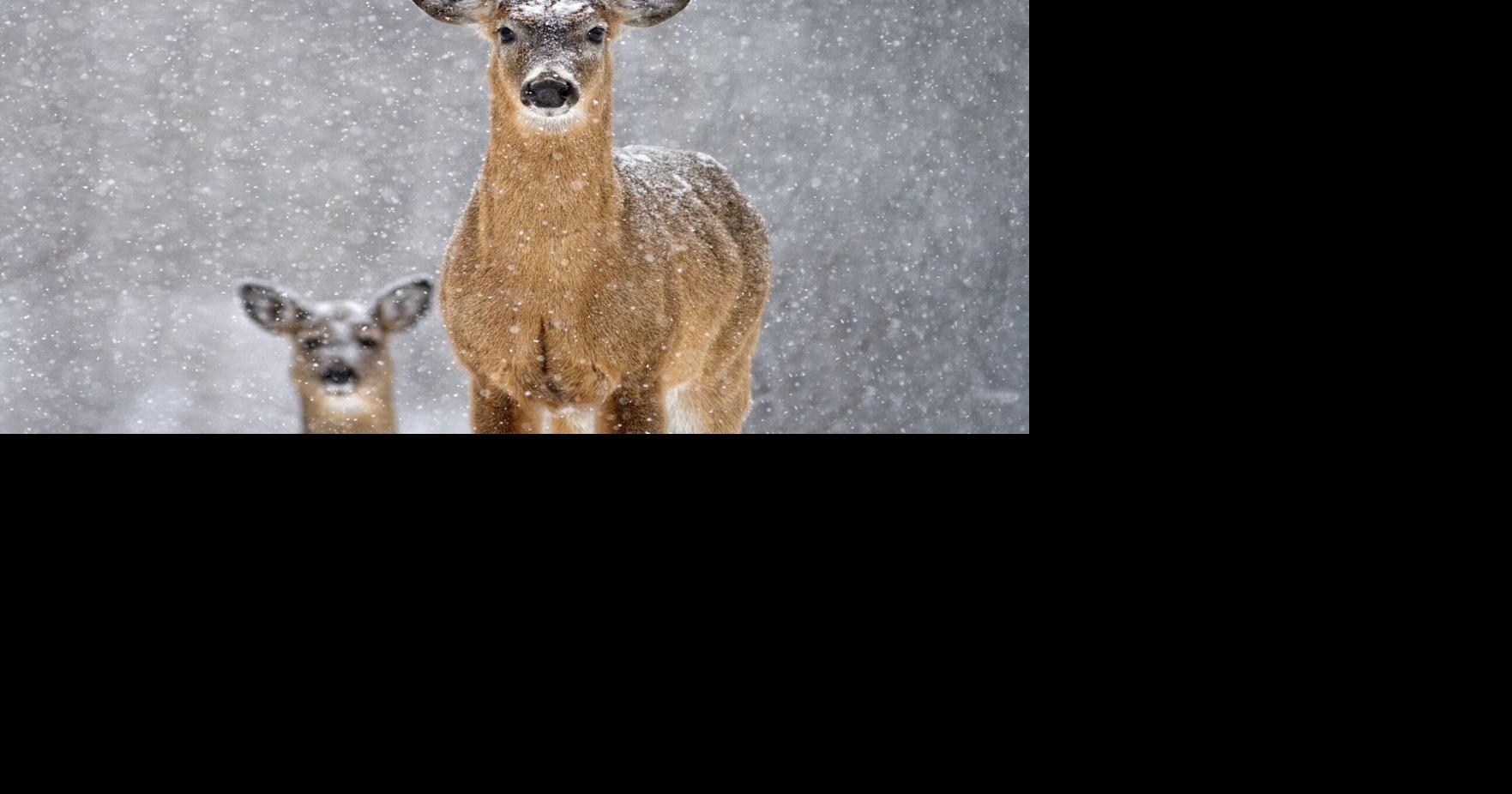 Preliminary antlerless quota of 4,000 may result in steep increase in