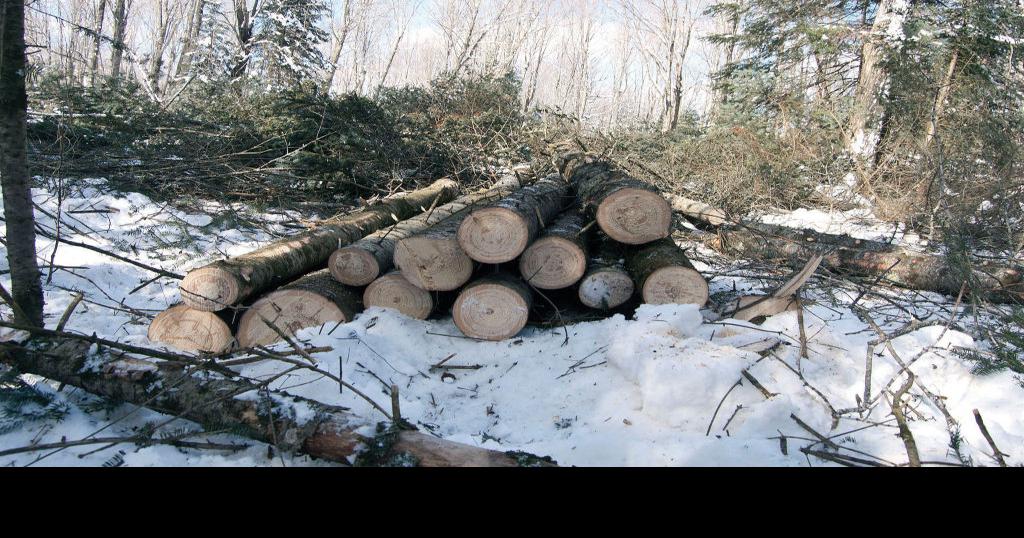 Timber sale levels continue to increase on ChequamegonNicolet National