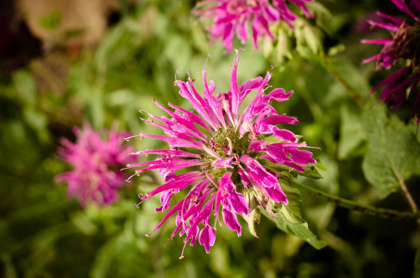 Northern Native Plant Sale June 4 Regional Apg Wi Com