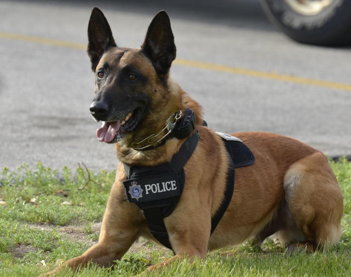 Bayfield Sheriff's office raising funds to add K9 unit ...