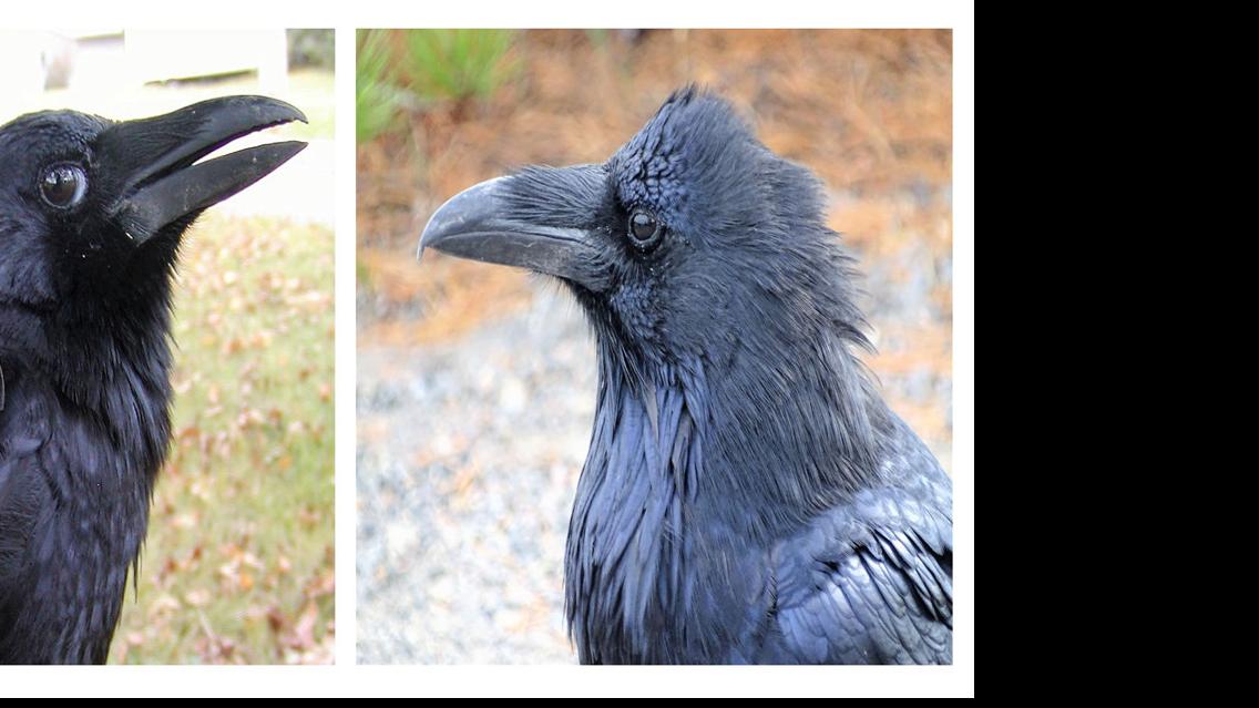 Focus On Nature Crow Or Raven Free Apg Wi Com