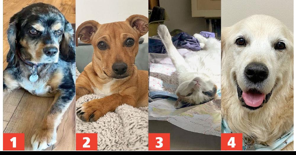 Arcadia's Pets April 2023 News & Stories