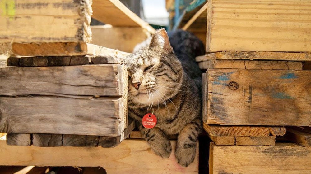 The 2024 warehouse cat