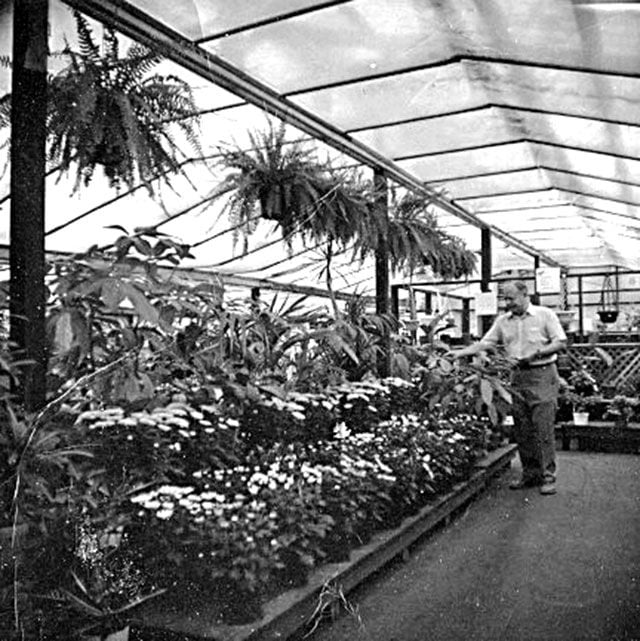 For The Love Of Roses Berridge Nurseries Turns 80 News Stories Berridge Nurseries Founder