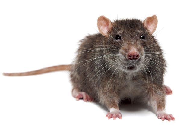 Rattus Rattus Linnaeus, aka Roof Rat - Arcadia News: Home