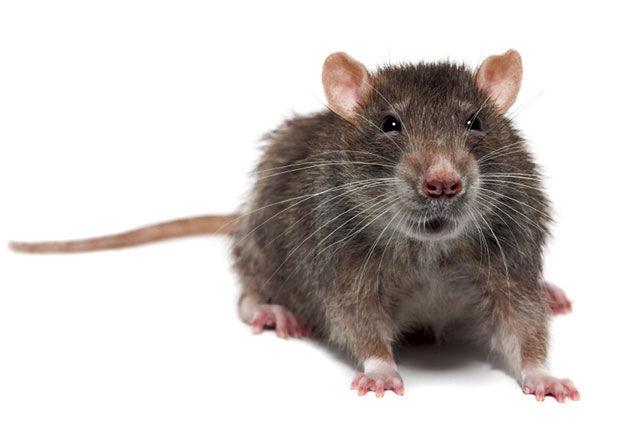 rattus rattus horrible histories plush