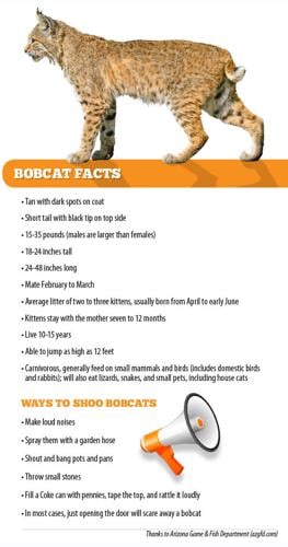 Bobcats in Arcadia: What to know about these wild felines | News & Stories Bobcats in Arcadia: What to know about these wild felines | News & Stories