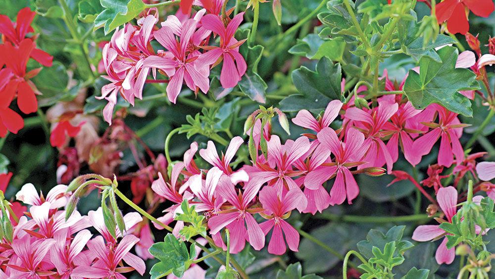 Fall Flowers Plants Gardening Tips From Local Experts Fall Flowers Plants Gardening Tips From Local Experts
